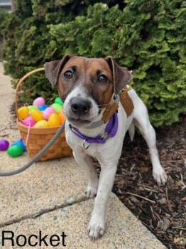 Jack Russell Terrier Dogs Available for Adoption in Lancaster, Pennsylvania - Rocket | PetCurious