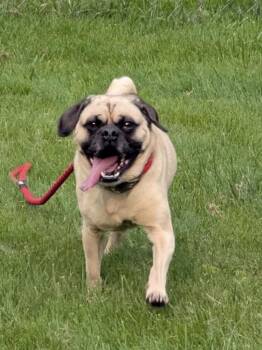 Pug and Beagle Dogs Available for Adoption - Tater | PetCurious