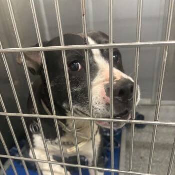 Sir Wadsworth -  Shepherd and Black Labrador Retriever Dog for Adoption in Spring Hill, Kansas - Sir Wadsworth | PetCurious