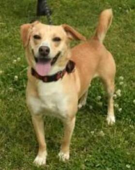 Leo -  Mixed Breed Dog for Adoption in Kansas City, Missouri - Leo | PetCurious