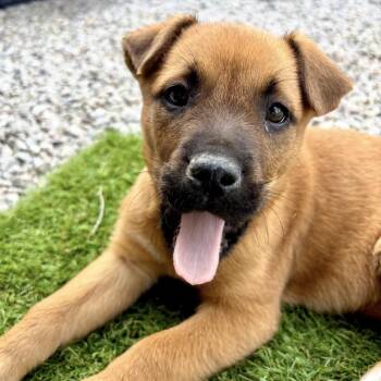 Mixed Breed Dogs Available for Adoption - Ruby | PetCurious