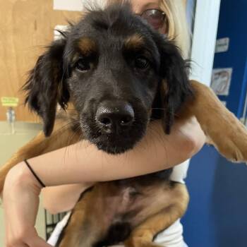 Sesame -  Xoloitzcuintli Mexican Hairless and Great Pyrenees Dog for Adoption in Eureka Springs, Arkansas - Sesame | PetCurious
