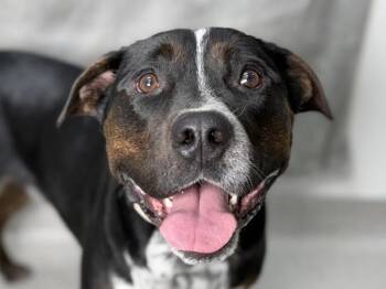 Henry -  American Staffordshire Terrier and Australian Cattle Dog Blue Heeler Dog for Adoption in Portland, Oregon - Henry | PetCurious