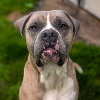 Rescue Mastiff Dogs for Adoption in Waynesboro, Pennsylvania - Trigger | PetCurious