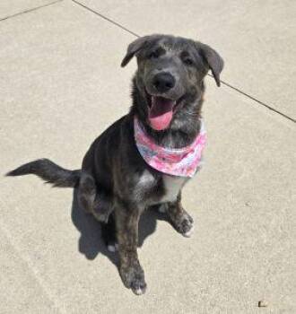 Roxy -  Shepherd Dog for Adoption in Bucyrus, Ohio - Roxy | PetCurious