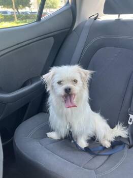 Maltese Dogs Available for Adoption in Lafayette, California - Frank | PetCurious