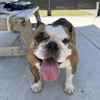 English Bulldog Dogs Available for Adoption in Hawthorne, California - Hilda | PetCurious
