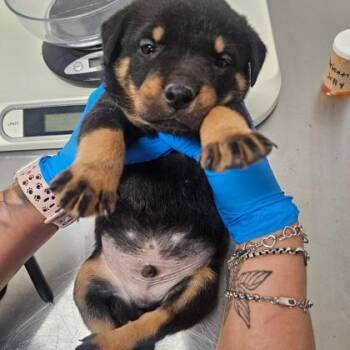 Rottweiler and Mixed Breed Dogs Available for Adoption in Morton Grove, Illinois - Duncan | PetCurious