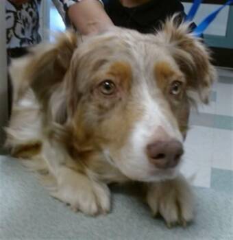 Australian Shepherd Dogs Available for Adoption in Oklahoma City, Oklahoma - MADDIE | PetCurious