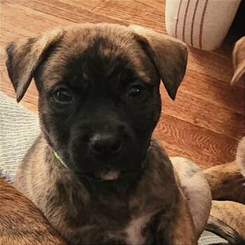 John McVie -  Hound and Mixed Breed Dog for Adoption in Shorewood, Illinois - John McVie | PetCurious