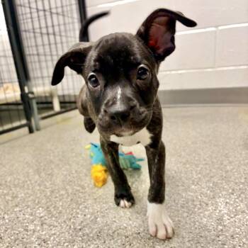 Dopey -  Mastiff and Pit Bull Terrier Dog for Adoption in Fullerton, Pennsylvania - Dopey | PetCurious