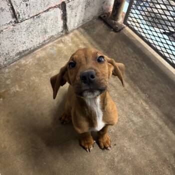 Bloodhound Dogs Available for Adoption - 736 | PetCurious