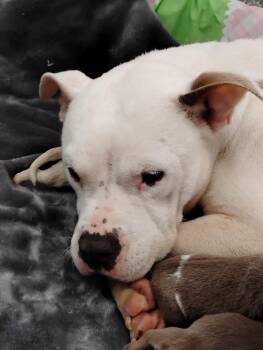 Mixed Breed Dogs Available for Adoption in Angola, Indiana - Princess | PetCurious