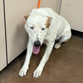 Rescue Mixed Breed Dogs for Adoption in Flagstaff, Arizona - Hotshot | PetCurious