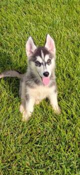 Siku -  Siberian Husky Dog for Adoption in Dacula, Georgia - Siku | PetCurious