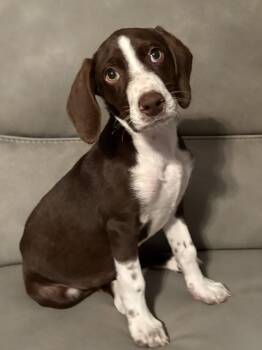 Bosco -  German Shorthaired Pointer Dog for Adoption in Newport, Kentucky - Bosco | PetCurious