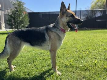 German Shepherd Dog Dogs Available for Adoption - Scarlett | PetCurious