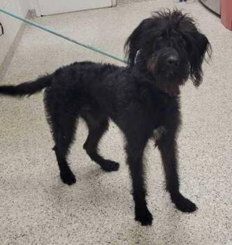 Orzo -  Poodle and Mixed Breed Dog for Adoption in Kansas City, Missouri - Orzo | PetCurious