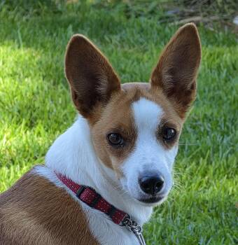 Harlow -  Jack Russell Terrier Dog for Adoption in Toronto, Ontario - Harlow | PetCurious