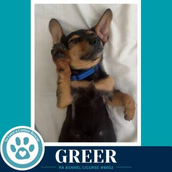 Greer (Dilligent Doxies) 060626 -  Dachshund Dog for Adoption in Kimberton, Pennsylvania - Greer (Dilligent Doxies) 060626 | PetCurious