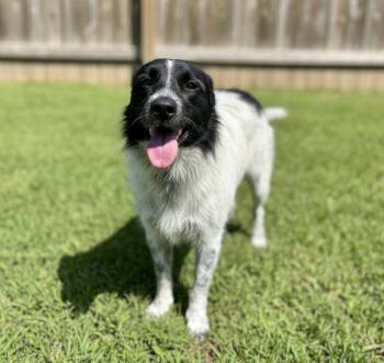 Terrier and Schnauzer Dogs Available for Adoption in Monroe, Louisiana - Atlas | PetCurious