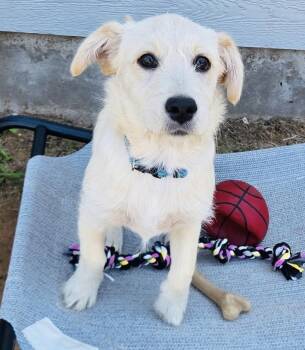 Terrier Dogs Available for Adoption in San Antonio, Texas - Lady | PetCurious