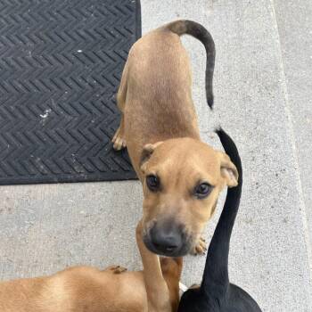 East -  Mixed Breed Dog for Adoption in Bedford, New Hampshire - East | PetCurious