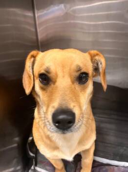 Buster/Rusty -  Corgi Dog for Adoption in Hopkinsville, Kentucky - Buster/Rusty | PetCurious