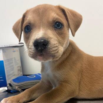 Pit Bull Terrier and Mixed Breed Dogs Available for Adoption in Nashville, Tennessee - Rocklin | PetCurious