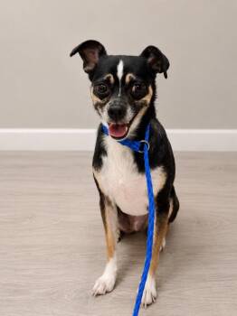 Schloss -  Chihuahua Dog for Adoption in Carson City, Nevada - Schloss | PetCurious