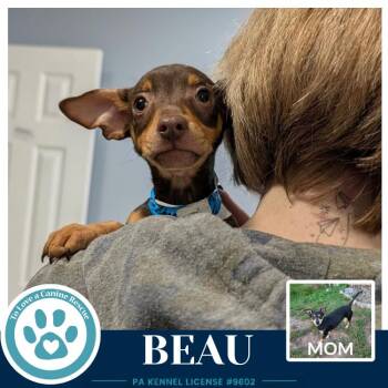 Beau (Scooters Skittles) 100326 -  Chihuahua and Dachshund Dog for Adoption in Kimberton, Pennsylvania - Beau (Scooters Skittles) 100326 | PetCurious