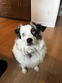 Milo -  Australian Shepherd Dog for Adoption in Alexandria, Virginia - Milo | PetCurious