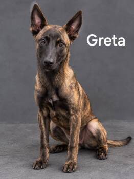Greta -  Dutch Shepherd Dog for Adoption in Lucas, Texas - Greta | PetCurious