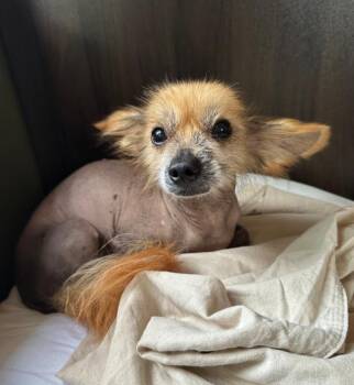 Chang (New England) -  Chinese Crested Dog Dog for Adoption in Laconia, New Hampshire - Chang (New England) | PetCurious
