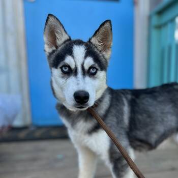 Rescue Klee Kai and Siberian Husky Dogs for Adoption in Columbia, South Carolina - Womble | PetCurious