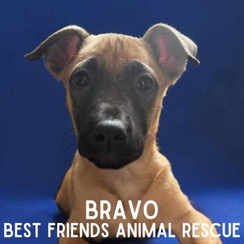 Belgian Shepherd Malinois Dogs Available for Adoption in Wasilla, Alaska - Bravo | PetCurious