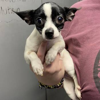 Squeak -  Chihuahua and Mixed Breed Dog for Adoption in Hattiesburg, Mississippi - Squeak | PetCurious