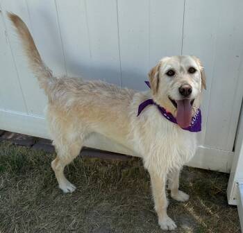Labrador Retriever and Airedale Terrier Dogs Available for Adoption - Sadie (Jazmine) | PetCurious