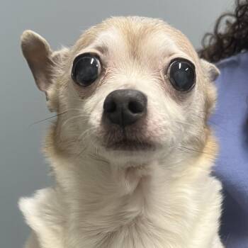 Chihuahua Dogs Available for Adoption in Oak Park, Illinois - Teeny Tiny | PetCurious