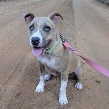 Bulldog Dogs Available for Adoption - Waffles (20260307-06) | PetCurious