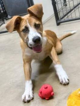 Magnolia -  Yellow Labrador Retriever Dog for Adoption in Henderson, Texas - Magnolia | PetCurious
