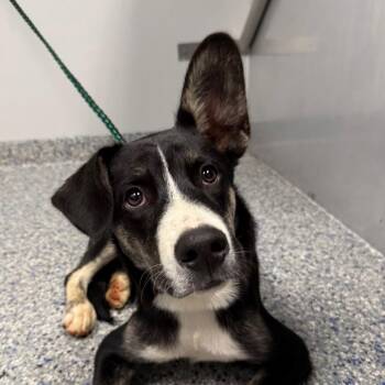 Guinness -  Mixed Breed Dog for Adoption in Greenville, South Carolina - Guinness | PetCurious