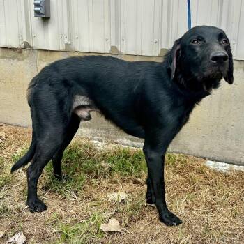 D.J. -  Black Labrador Retriever and Mixed Breed Dog for Adoption in Warrensburg, Missouri - D.J. | PetCurious