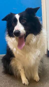 Bunny Rabbit -  Border Collie Dog for Adoption in Ocala, Florida - Bunny Rabbit | PetCurious