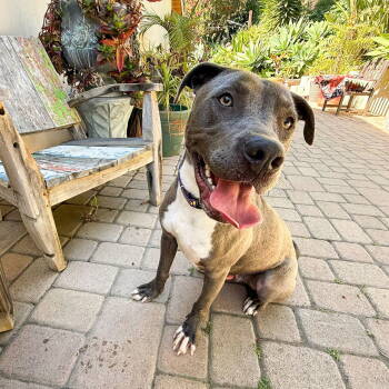 Rescue Staffordshire Bull Terrier and Labrador Retriever Dogs for Adoption in San Juan Capistrano, California - Scottie | PetCurious