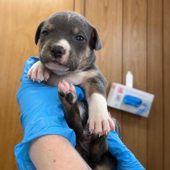 Mixed Breed Dogs Available for Adoption in Loxahatchee Groves, Florida - Redken 4125 | PetCurious
