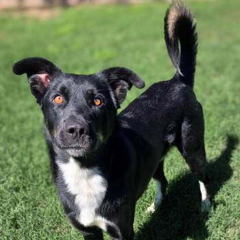 Skunk -  Australian Shepherd Dog for Adoption in Gainesville, Texas - Skunk | PetCurious