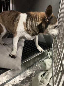 Chihuahua Dogs Available for Adoption - PABLO | PetCurious