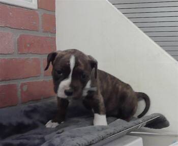 Staffordshire Bull Terrier and Mixed Breed Dogs Available for Adoption - CHIEF | PetCurious