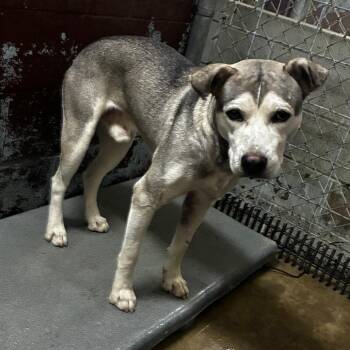 Iceberg -  Mixed Breed Dog for Adoption in Pine Bluff, Arkansas - Iceberg | PetCurious